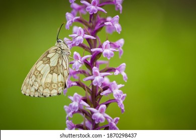 Melanargia Galathea. Butterfly In Nature. Beautiful Picture. Wild Nature. Color Photograph. Butterfly. Rare Object.