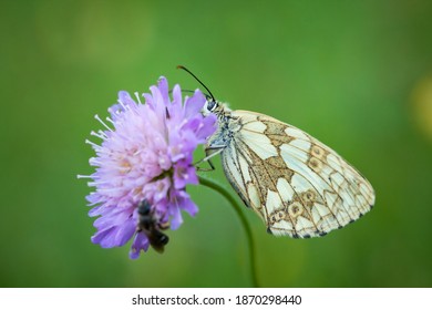 Melanargia Galathea. Butterfly In Nature. Beautiful Picture. Wild Nature. Color Photograph. Butterfly. Rare Object.