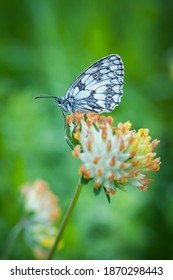 Melanargia Galathea. Butterfly In Nature. Beautiful Picture. Wild Nature. Color Photograph. Butterfly. Rare Object.