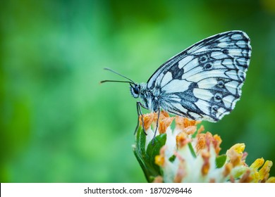 Melanargia Galathea. Butterfly In Nature. Beautiful Picture. Wild Nature. Color Photograph. Butterfly. Rare Object.