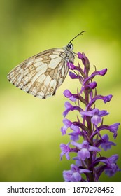 Melanargia Galathea. Butterfly In Nature. Beautiful Picture. Wild Nature. Color Photograph. Butterfly. Rare Object.