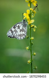 Melanargia Galathea. Butterfly In Nature. Beautiful Picture. Wild Nature. Color Photograph. Butterfly. Rare Object.