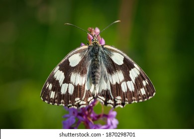 Melanargia Galathea. Butterfly In Nature. Beautiful Picture. Wild Nature. Color Photograph. Butterfly. Rare Object.