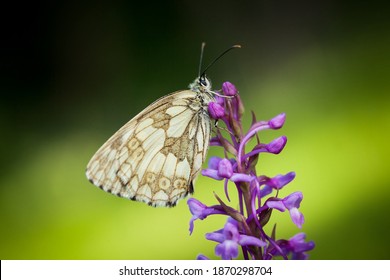 Melanargia Galathea. Butterfly In Nature. Beautiful Picture. Wild Nature. Color Photograph. Butterfly. Rare Object.