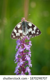 Melanargia Galathea. Butterfly In Nature. Beautiful Picture. Wild Nature. Color Photograph. Butterfly. Rare Object.