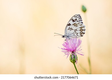 3,499 Nymphalidae species Images, Stock Photos & Vectors | Shutterstock