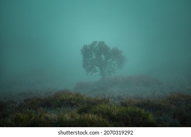 Melancholic landscape with tree in abstract retro vintage hipster style