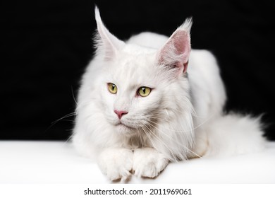 Melancholy White Cat Breed Maine Shag Cat Lying On White And Black Background. Animal Looks To Side.