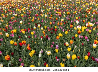 A melange of colorful tulips blooming in a garden
