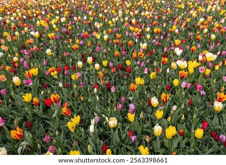 Similar – Image, Stock Photo tulip field Green Red
