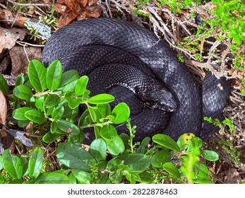 Melanistic common adder (Vipera berus), also known as black adder or forest viper, coiled amid green foliage and dry leaves. Suitable for wildlife, education, and herpetology projects.