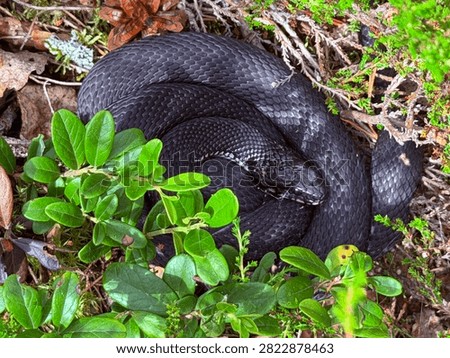 Melanistic common adder (Vipera berus), also known as black adder or forest viper, coiled amid green foliage and dry leaves. Suitable for wildlife, education, and herpetology projects.