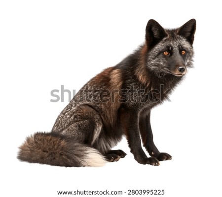 Melanistic Fox with Solid Black Fur Sitting Full Body Isolated on White Background