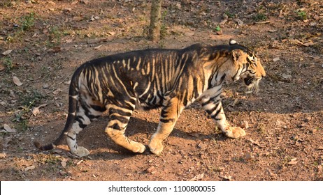 Melanistic Tiger India Stock Photo 1100800055 | Shutterstock