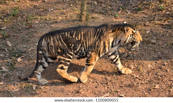 Melanistic Tiger India Stock Photo 1100800055 | Shutterstock