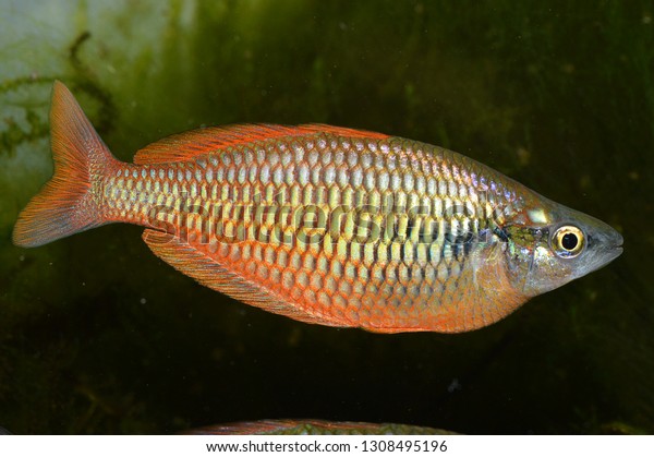 Melanotaenia Parva Lake Kurumoi Rainbowfish Species Stock Photo ...