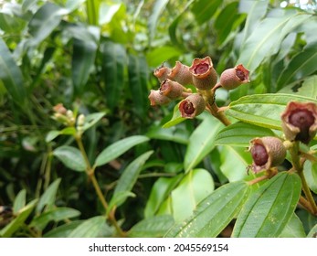 Melastoma affine, also known by the common names blue tongue or native lassiandra, is a shrub of the family Melastomataceae. Distributed in tropical and sub-tropical forests of India, South-east Asia  - Shutterstock ID 2045569154