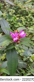 Melastoma affine, also known by the common names blue tongue or native lassiandra, is a shrub of the family Melastomataceae. Distributed in tropical and sub-tropical forests of India, South-east Asia  - Shutterstock ID 2220270717