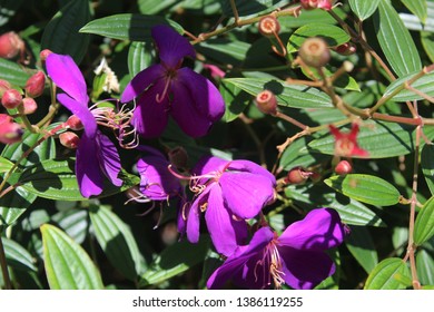 Melastomes At Florida Botanical Gardens, Largo, FL