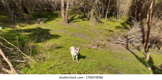 Melbourne, Australia - April 8 2020:  White Dog Standing In Clearing Of Australian Bush Land