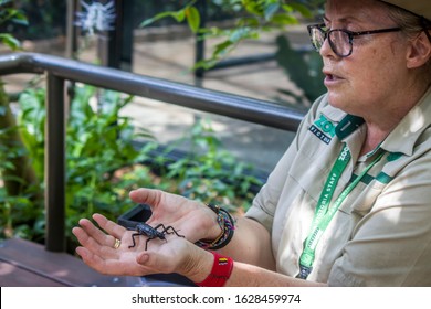 Melbourne Australia Jan 28th 2018: Melbourne Zoo Staff Is Introducing Lord Howe Island Stick Insect (Dryococelus Australis) To Tourists. 
It Was Thought To Be Extinct By 1920, Be Rediscovered In 2001.