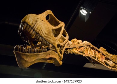 1,380 Cast Fossil Images, Stock Photos & Vectors | Shutterstock