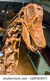 Melbourne Australia: June 26th 2019:  The Cast Fossil Of Amargasaurus Cazaui From Argentina In Melbourne Museum. 
It Is A Genus Of Sauropod Dinosaur From The Early Cretaceous Epoch.