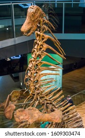 Melbourne Australia: June 26th 2019:  The Cast Fossil Of Amargasaurus Cazaui From Argentina In Melbourne Museum. 
It Is A Genus Of Sauropod Dinosaur From The Early Cretaceous Epoch.