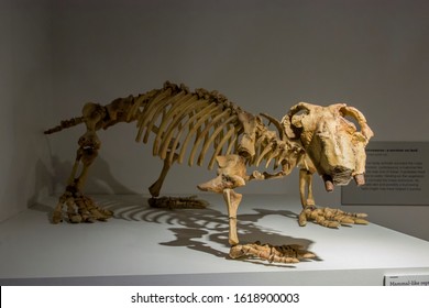 Therapsid Images Stock Photos Vectors Shutterstock