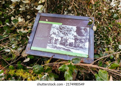 MELBOURNE, AUSTRALIA - JUNE 30: A Historic Heritage Listed Cork Tree Vandalised And Felled In A Protest Against The British Royal Family. . A 'V For Vendetta' Logo Was Carved Into The Tree Trunk