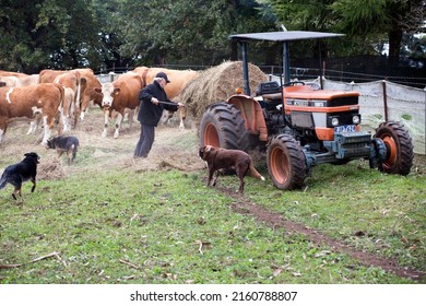 Melbourne, Australia - May 20, 2022:  Herd Of Cows Being Hand-fed With Hay By A Farmer And His Cattle Dogs From A Tractor In Jindivick, Rural Victoria, Australia.