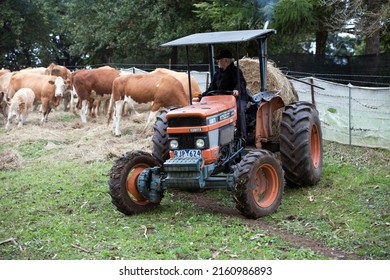 Melbourne, Australia - May 20, 2022: 
Farmer Feeding A Herd Of Cows With Hay From A Tractor In Jindivick, Rural Victoria, Australia.