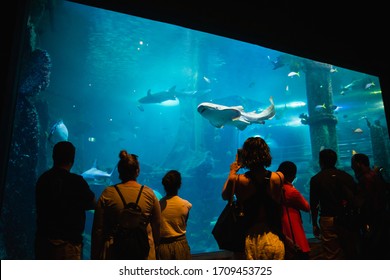 MELBOURNE, AUSTRALIA - NOV 11 :  People visiting many fish in Sea life Melbourne aquarium, Victoria, Australia on November 11, 2018.