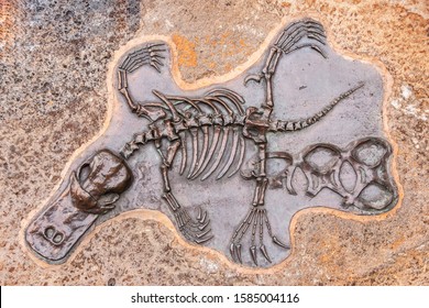 Melbourne, Australia - November 16, 2009: Closeup of Skeleton of platypus with spread legs set in beige brown stone in park.