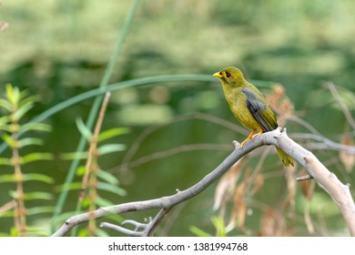 Melbourne Royal Botanic Garden Bell Miner Bird