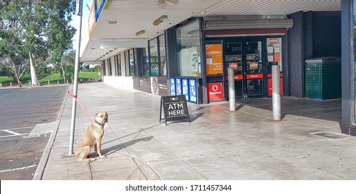 Melbourne, Victoria/Australia-April 18 2020: Dog Sits Outside Corner Store