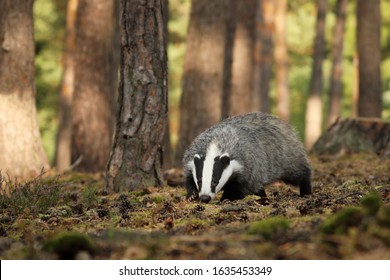 Meles Meles, Animal In Wood. European Badger Sniffing In Pine Forest