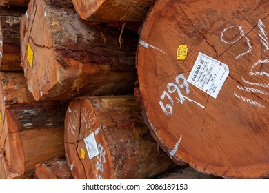 Melgaco, Para, Brazil - Nov 08, 2021: Identification Tag Of Log Extracted From An Area Under Concession Of The Brazilian Government For Sustainable Forest Management In 