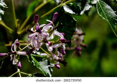 Melia Azedarach, Commonly Known As The Chinaberry Tree, Is A Species Of Deciduous Tree In The Mahogany Family, Meliaceae