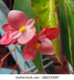 Meliponini Bee On Begonia Grandis, Brazil