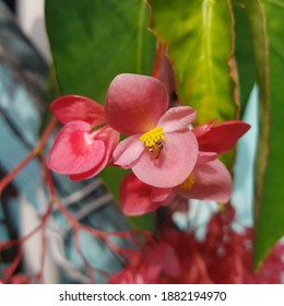 Meliponini Bee On Begonia Grandis, Brazil