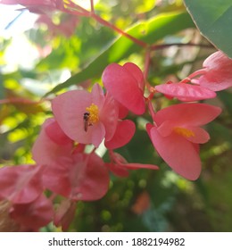 Meliponini Bee On Begonia Grandis, Brazil