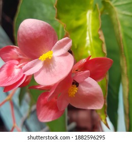 Meliponini Bee On Begonia Grandis, Brazil