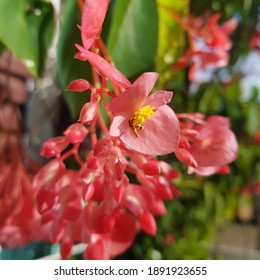 Meliponini Bee On Begonia Grandis, Brazil