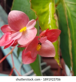 Meliponini Bee On Begonia Grandis, Brazil