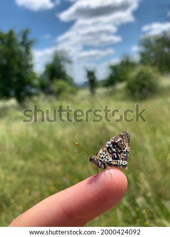 Melitaea cinxia during mark-recapture technique