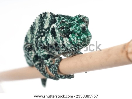 Meller Chameleon on bamboo branch against a white background.