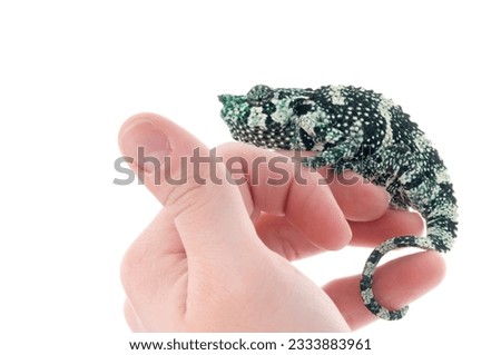Meller Chameleon on a hand against a white background.