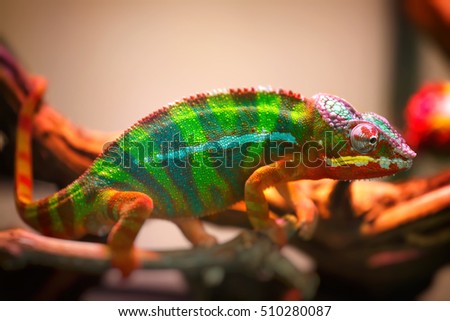 Meller's chameleon
