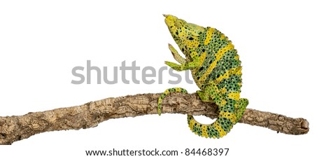 Meller's Chameleon, Giant One-horned Chameleon, Chamaeleo melleri, reaching up from branch in front of white background
